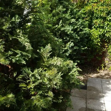 Nowa Oliwa * Danzica